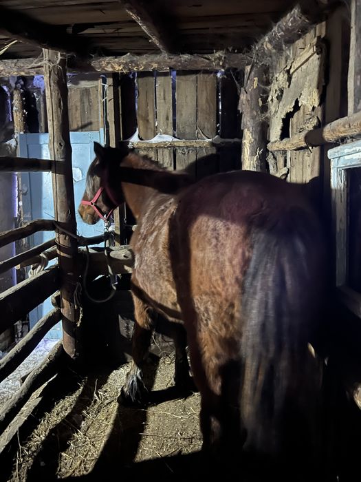 Породам кобылу стоит на откорме 2 месяца