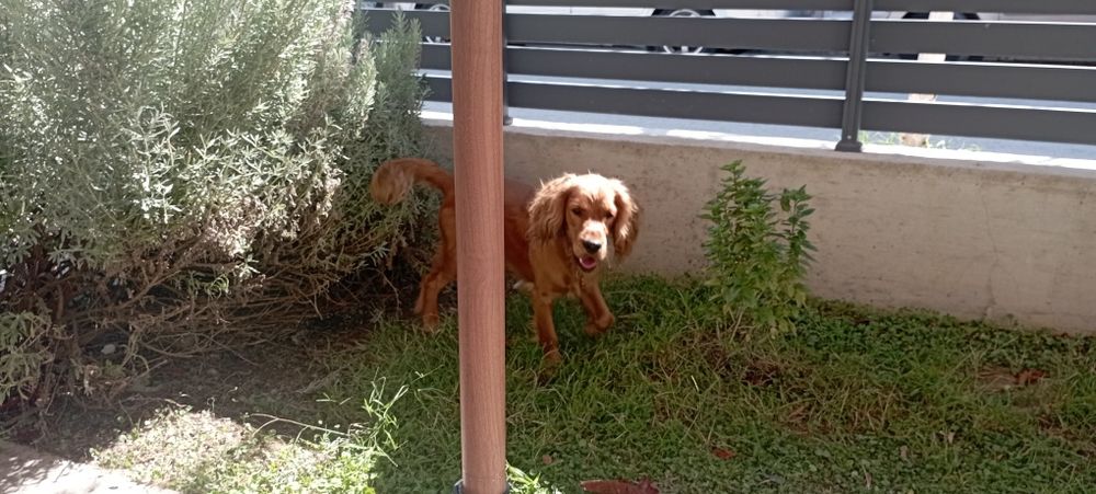 Мъжки кокер шпаньол на 1 година.