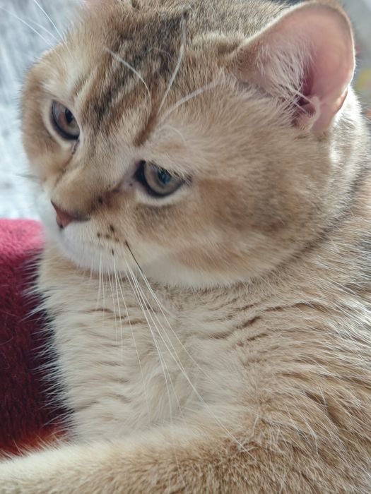 Предлагается кот золотая шиншилла для вязки.