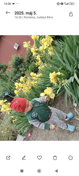 Bulbi iris/butasi liliac