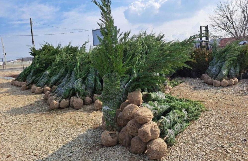 Leylandii chiparos verde gard viu vesnic 3m oriunde in tara