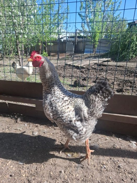 Продам Петухов ..