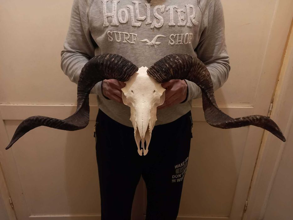 trofeu-trofee-craniu-coarne de berbec urias