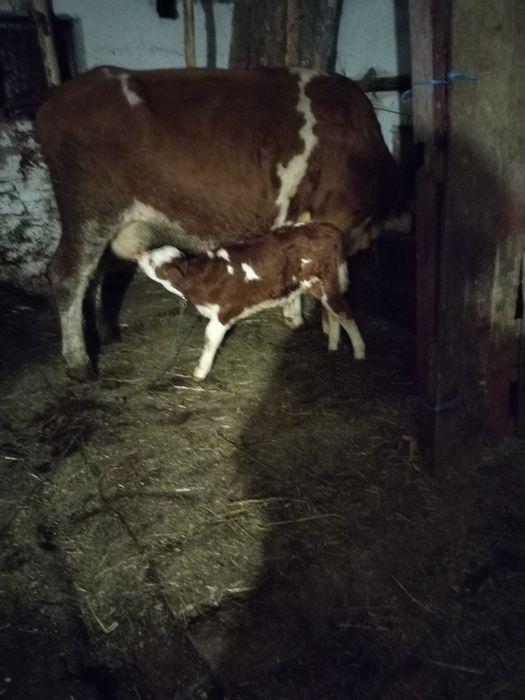 Vaca cu vițel după ea