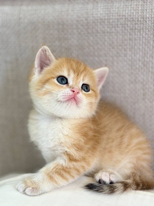 Котята Золотые Шиншиллы девочки и мальчики