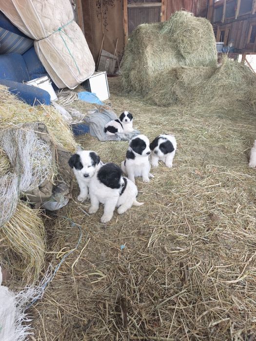 Чистокръвни каракачанки