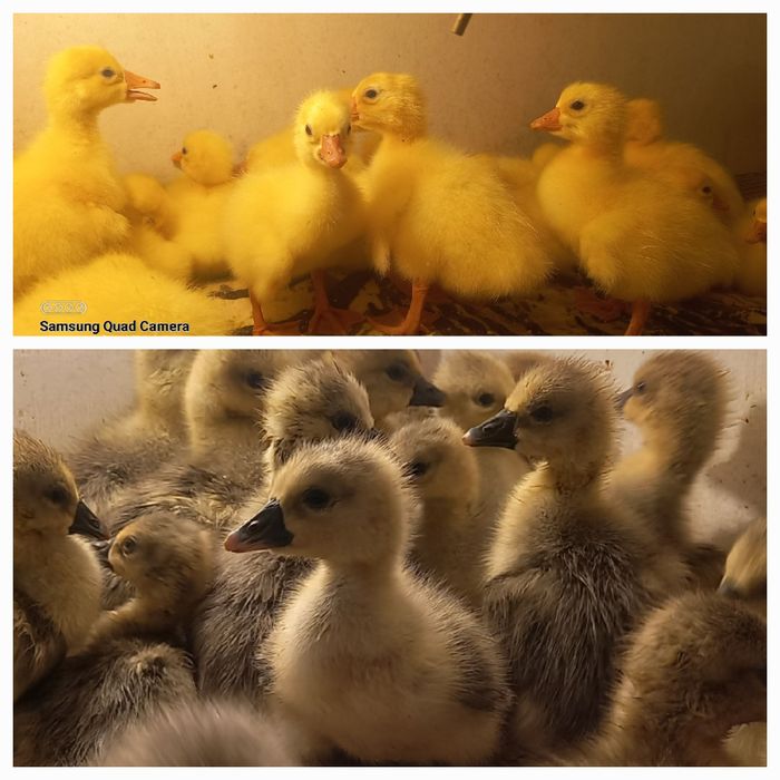 Гусята,гусята,гусята