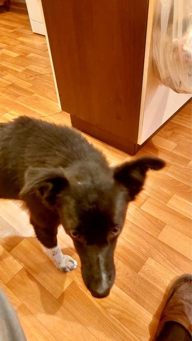 Собачка в хорошие руки!