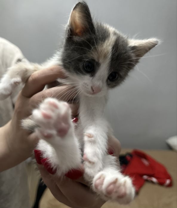 Котята в добрые руки!