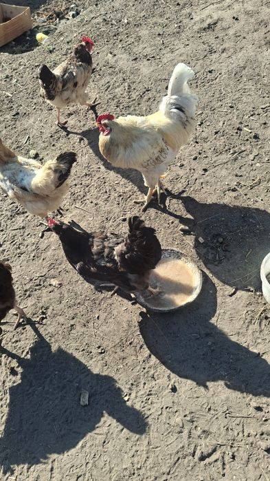 Продам курей и петухов.