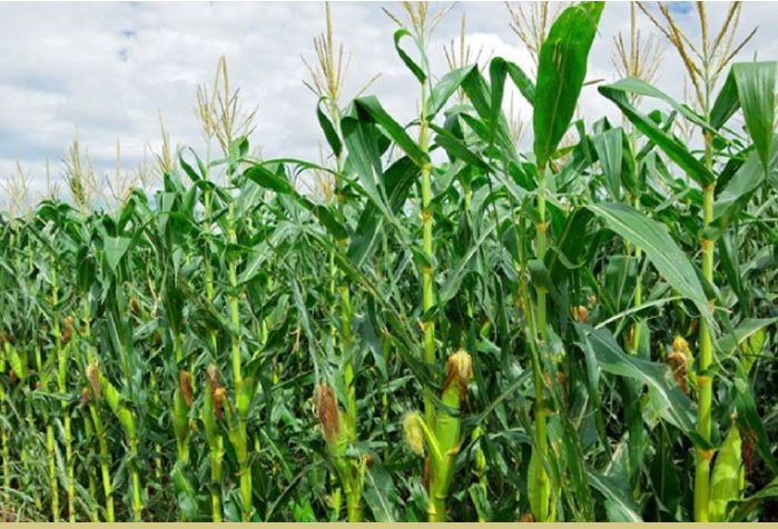 Инвестор керак . қишлоқ хўжалиги