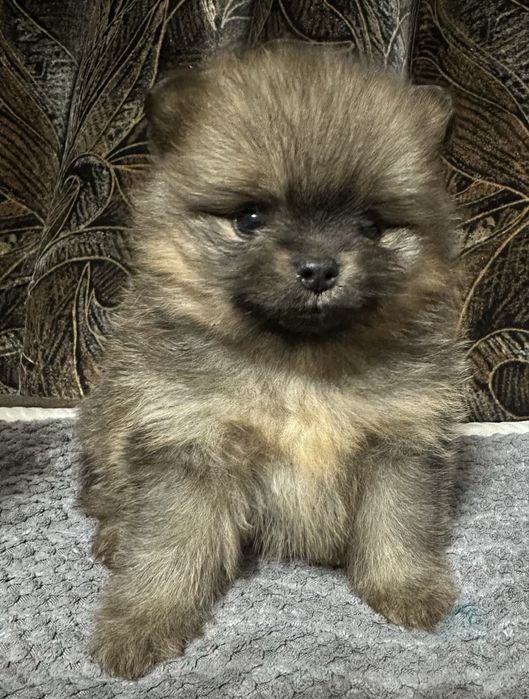 Продам щенков породы немецкий шпиц