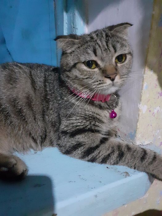 Squeal porno katta eshak brazilian uni