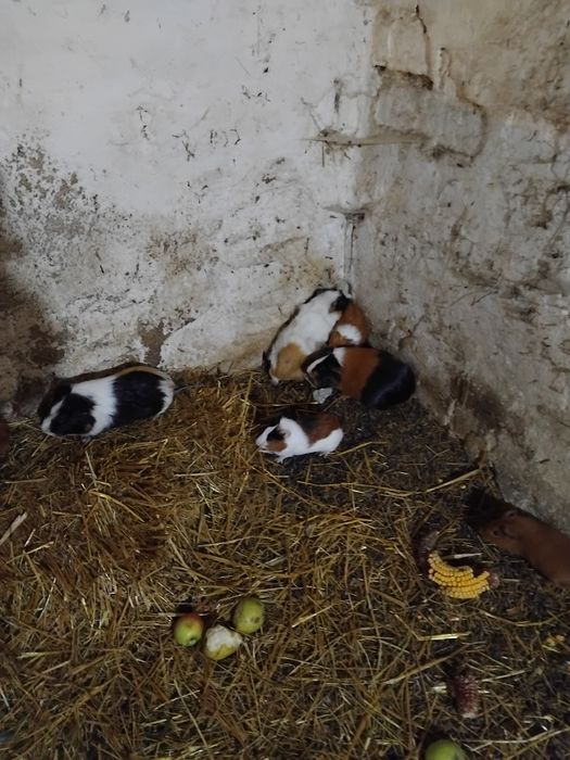 Vind porcusori de guinea