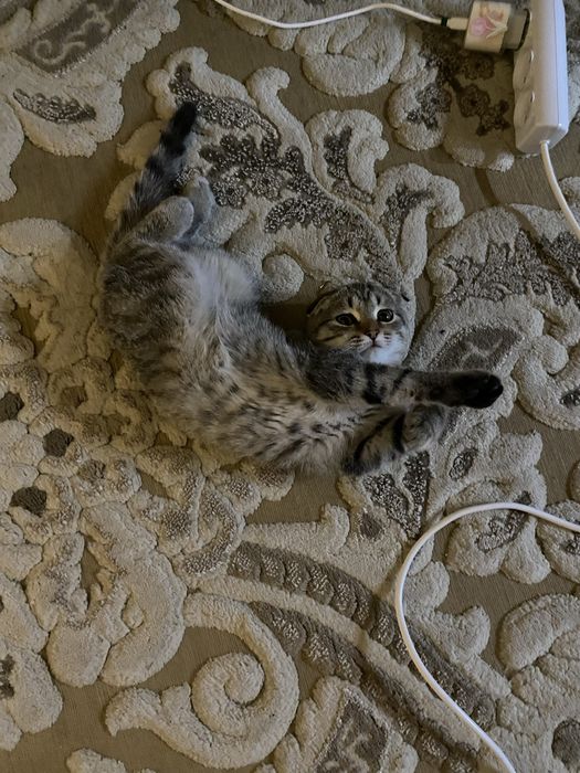 Котёнок мальчик 8 месяцев