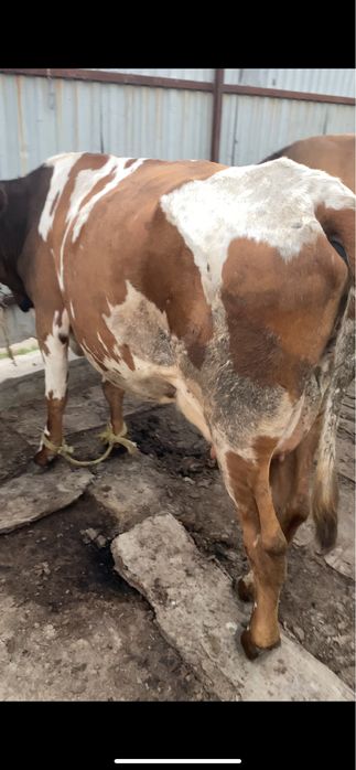 Продам корову