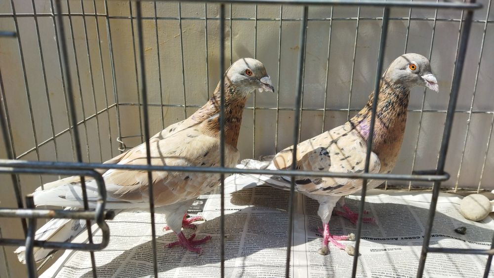 Продам почтовых чехов