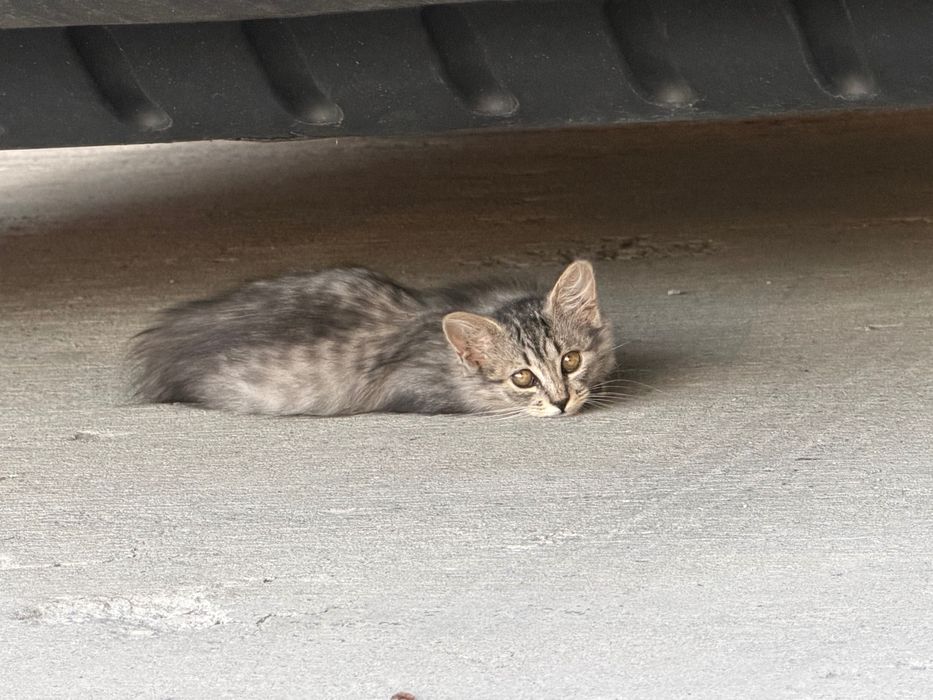 Котята ищут новый дом