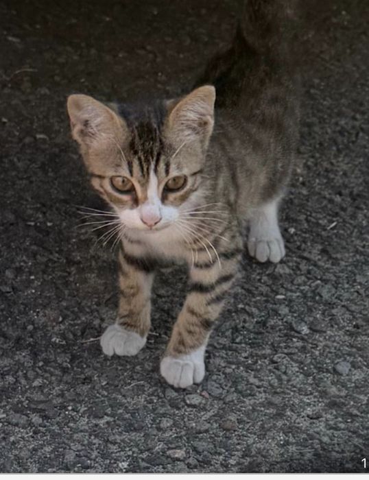 Отдаем очаровательных котят