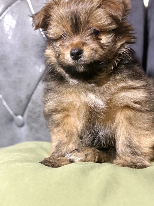 Продаются щенки.