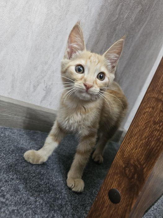 Рыжий Котёнок Мальчик в Добрые Руки!
