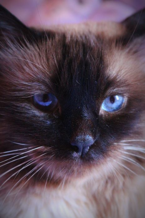 Опытный сиамский кот на вязку