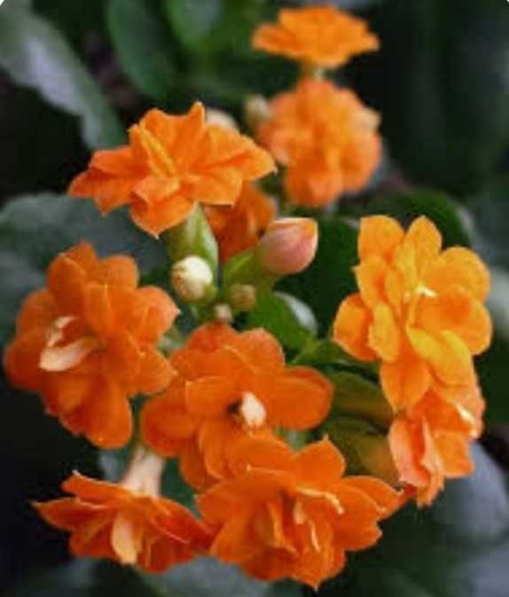 Цветы комнатные  коланхоэ и Герань