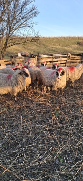 Vînd oi breze de petrosani