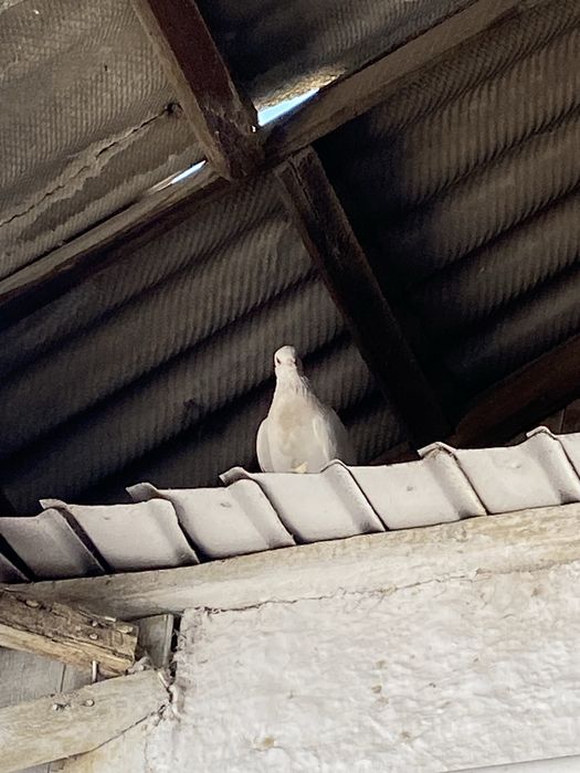 Птицы одна пара  продается