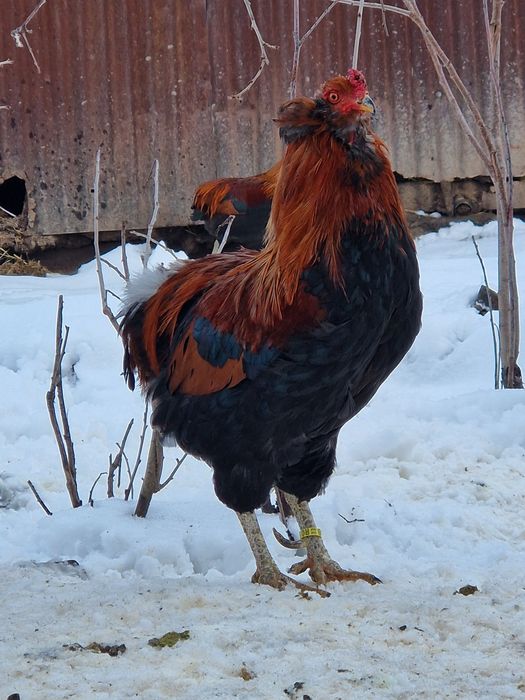 Vând cocoși araucana