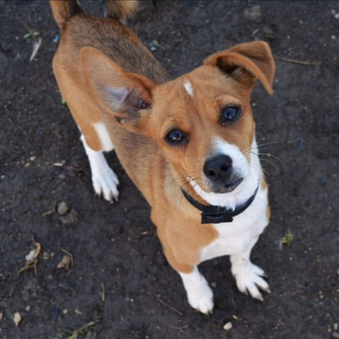 Пропала собака!!!