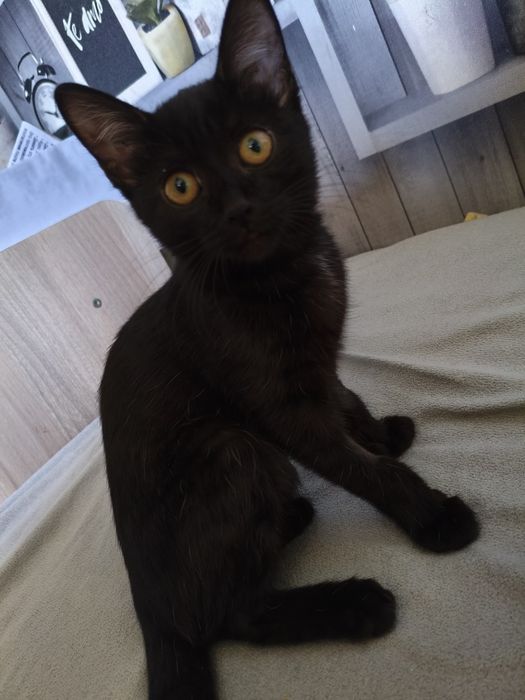 Котенок в добрые руки