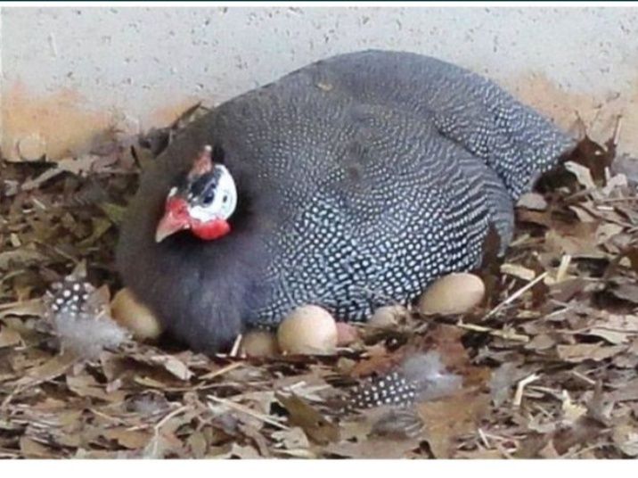 Продам инкубационное яйцо цесарки