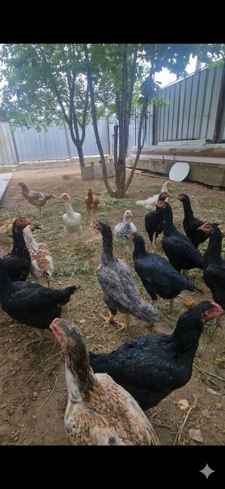 Продаются яйца бойцовых кур.