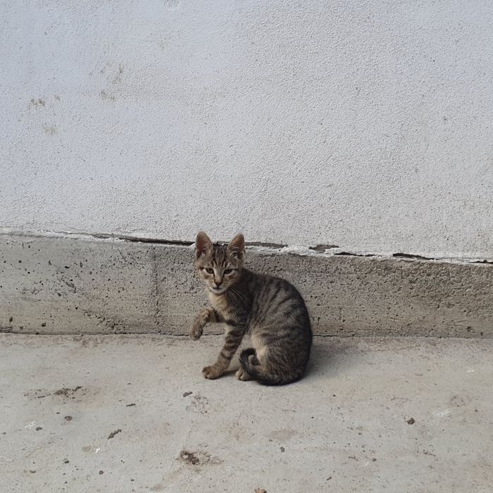 Pisici, pisicute adoptie