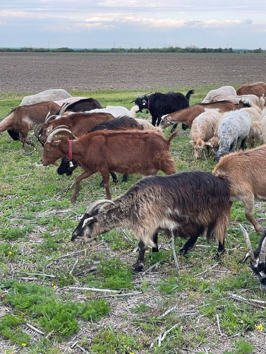 Vand 5 capre  grase bune pentru sacrificare sau de tinut