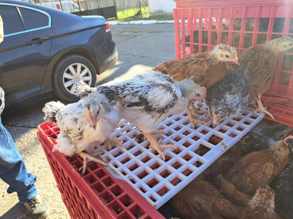 Boboci de rata pui alb si rasa mixta