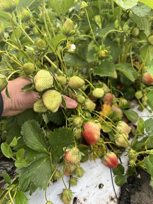 Stoloni de căpșuni - uniferi