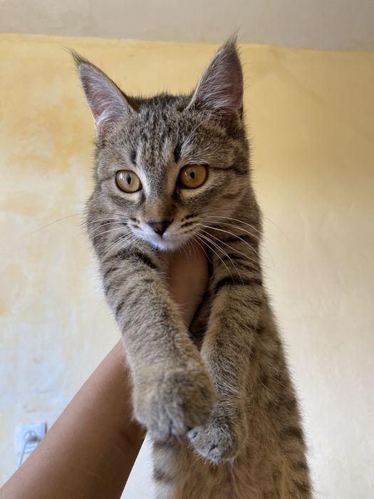 Отдам даром в хорошие и добрые руки!