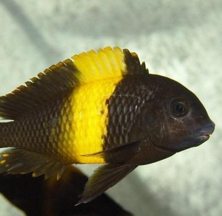 Африкански Цихлиди Танганика