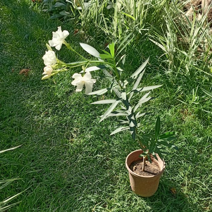 Олеандр белый, Oq tolguli (Nerium oleander) — 70 см