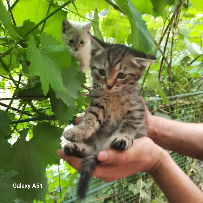 Отдам котят в добрые руки