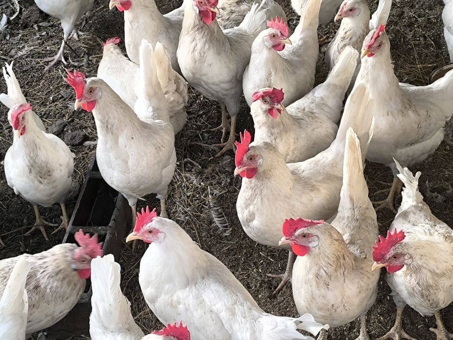 Продам инкубационное яйцо