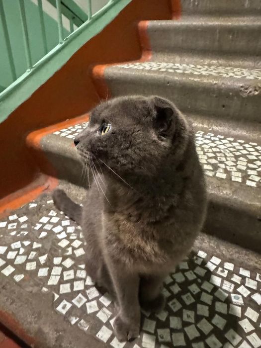 Отдам кошку в добрые руки