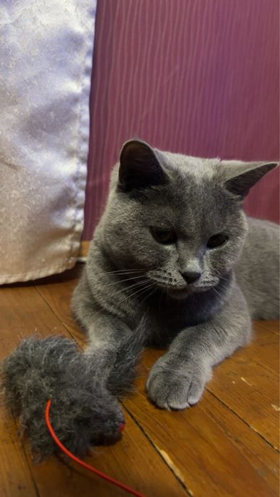 Британска котка. Уникална