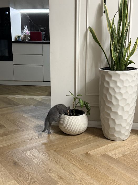 Кошка бесплатно