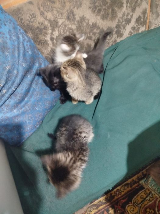 Одам котят в хорошие руки
