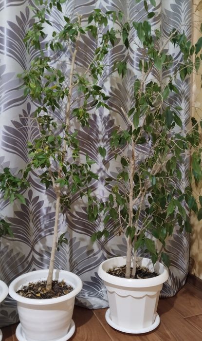 Продаю комнатные растения