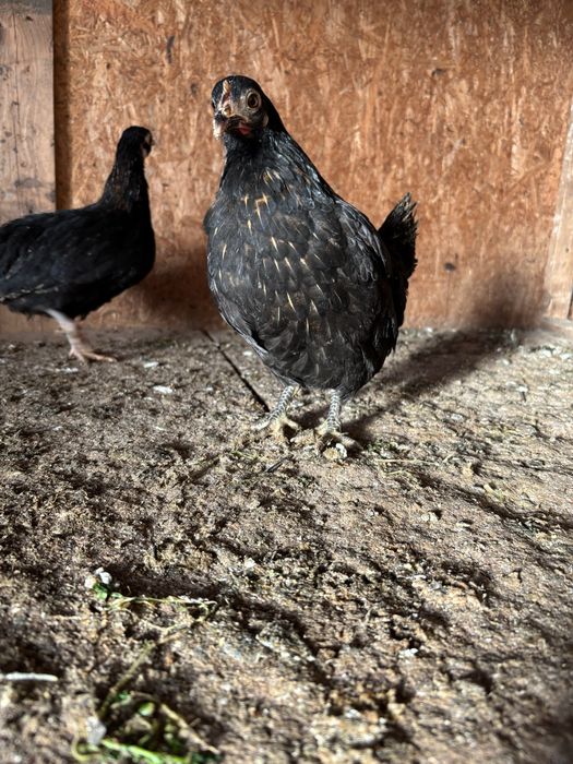 Gaini pituce.sunt puicute de anu acesta