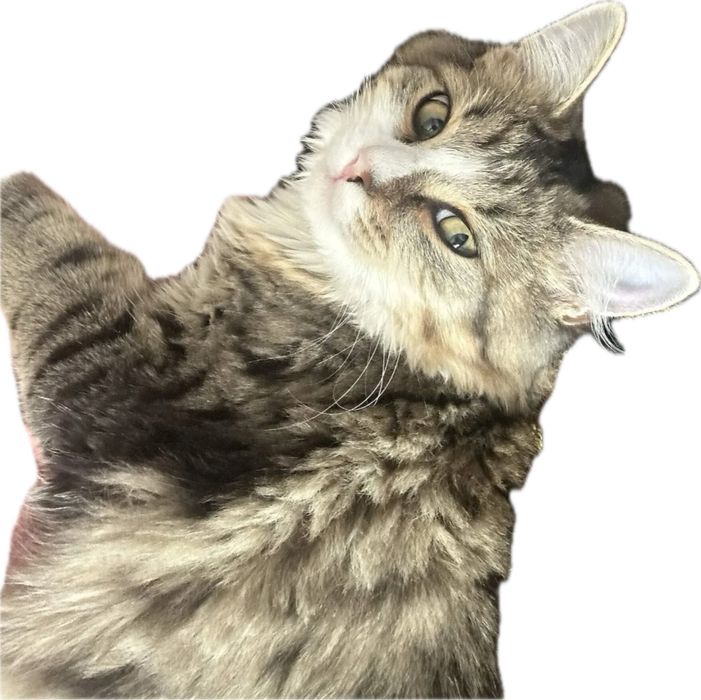 Сибирский кот, стилизованный